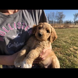 Meet your Posher, Lindsey